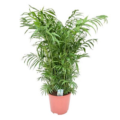 PFLANZENFREUND Bergpalme Chamaedorea elegans Topf Ø 20cm Höhe ca. 80-90cm
