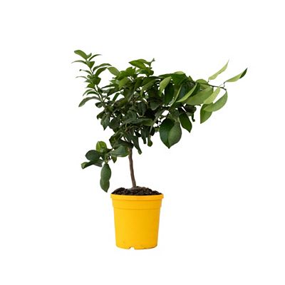 PFLANZENFREUND Zitronenbaum Citrus Limon Topf Ø 19cm Höhe ca. 60-70cm