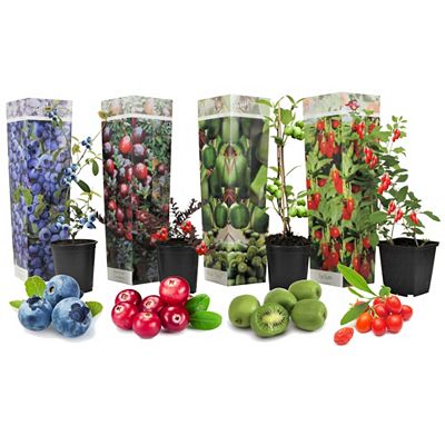 PFLANZENFREUND Smoothie-Mischung 4er-Set Topf Ø 9cm Höhe ca. 25-40cm