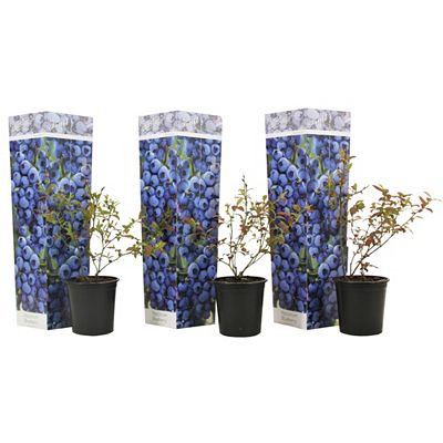 PFLANZENFREUND Blaubeere 3er-Set Topf Ø 9cm Höhe ca. 25-40cm