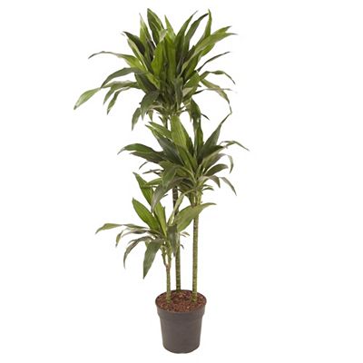 Thumbnail - PFLANZENFREUND XXL-Dracaena Janet Craig Topf Ø 24cm Höhe ca. 140-150cm