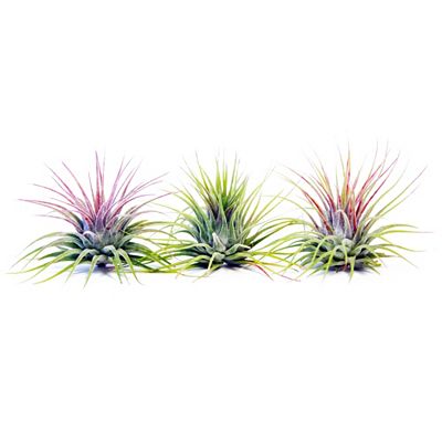 PFLANZENFREUND Tillandsia in Glasflaschen 3er-Set ca. 5-15cm