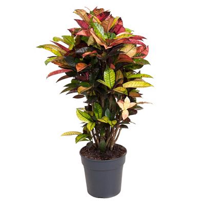 PFLANZENFREUND Kroton Mrs. Iceton mehrfarbig Topf Ø 27cm Höhe ca. 110-120cm
