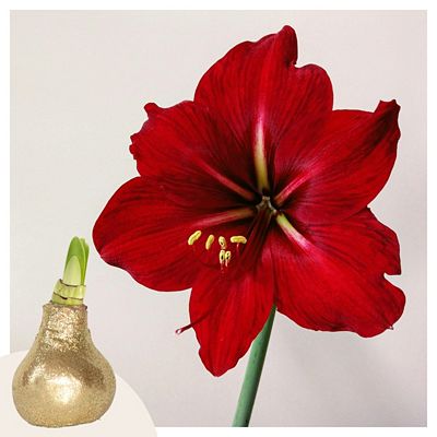 PFLANZENFREUND Amaryllis Zwiebel Glitter rote Blüten Umfang ca. 32cm