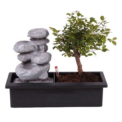 PFLANZENFREUND Bonsaibaum mit fließendem Wasserfall über Zen-Steine Höhe ca. 25-30cm