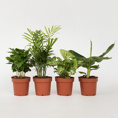 PFLANZENFREUND luftreinigende Zimmerpflanzen Höhe ca. 25-40cm 4 Pflanzen