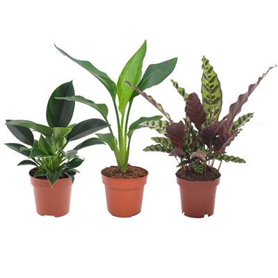 PFLANZENFREUND Tropische-Mix 3 Zimmerpflanzen Topf Ø 12cm Höhe ca. 25-40cm