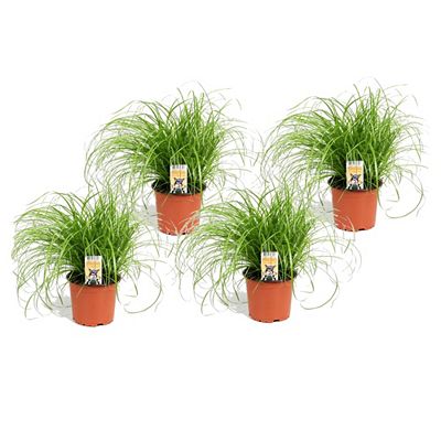 PFLANZENFREUND Cyperus Katzengras 4 Stück Topf Ø 12cm Höhe ca. 30-40cm
