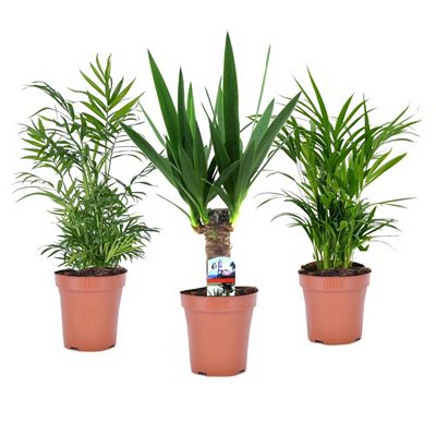 PFLANZENFREUND 3 Mini-Palmen für innen Topf Ø 12cm Höhe ca. 25-40cm