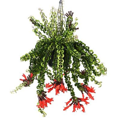 PFLANZENFREUND Korallenstrauch mit langen Ranken Höhe ca. 20-30cm 1 Pflanze