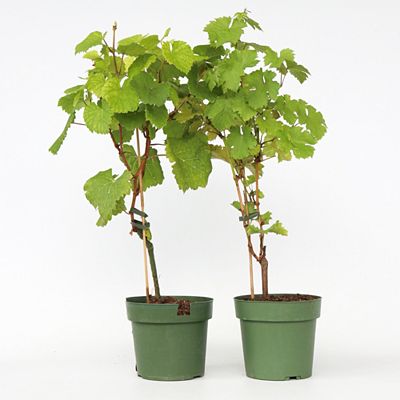 PFLANZENFREUND Weinmischung 2 Traubenpflanzen weiße & süße rote Trauben