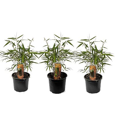 PFLANZENFREUND roter Bambus farbenfroh winterhart Topfgröße Ø 13cm 3 Pflanzen