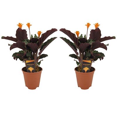 PFLANZENFREUND Calathea Crocata Ewige Flamme ca. 40-50cm 2 Pflanzen