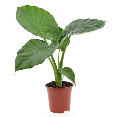 PFLANZENFREUND riesenblättriges Pfeilblatt Topfgröße Ø 17cm 1 Pflanze