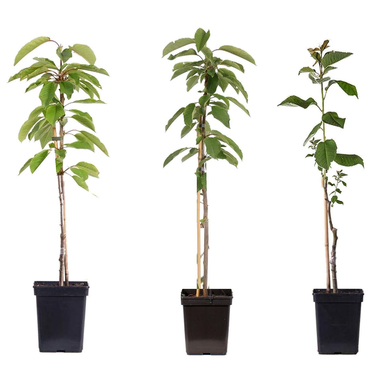 PFLANZENFREUND Apfelbaum-Mix Topfgröße Ø 9cm 3 Pflanzen