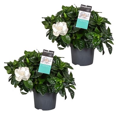 PFLANZENFREUND Gardenia Jasminoides cremeweiße Blüten ca. 20-30cm 2 Pflanzen