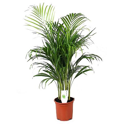 PFLANZENFREUND XL-Acera Goldfruchtpalme Topfgröße Ø 21cm 1 Pflanze