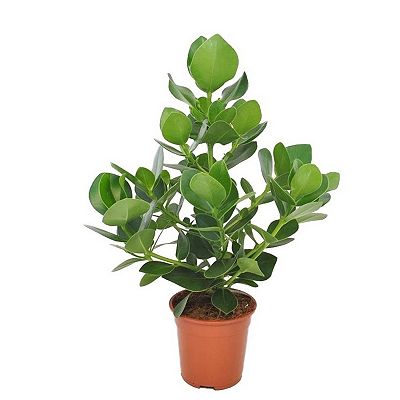 PFLANZENFREUND Apfelfeige Topfgröße Ø 17cm 1 Pflanze