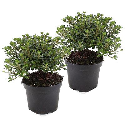 PFLANZENFREUND Japanische Azalea Anouk Topfgröße Ø 17cm 2 Pflanzen