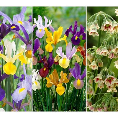 KEYZERS® Sizilanische Glockenblumen & Iris-Mix 2 Sorten, 24 Zwiebeln