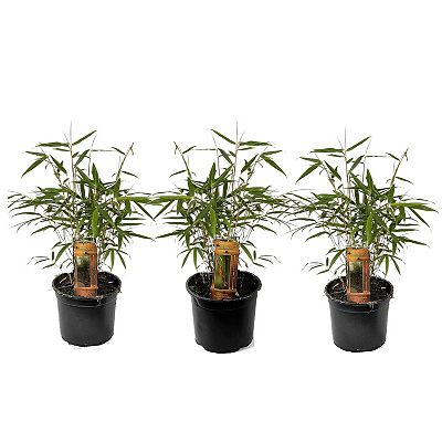 PFLANZENFREUND Gartenbambus winterhart Topfgröße Ø 13cm 3 Pflanzen