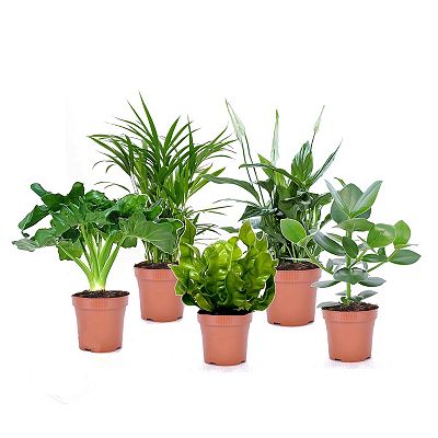 PFLANZENFREUND luftreinigende Zimmerpflanzen Topfgröße Ø 12cm 5 Pflanzen
