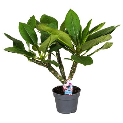 PFLANZENFREUND Plumeria Frangipani Hawaii, weiß intensiv duftend ca. 55-70cm
