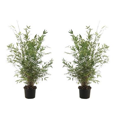 PFLANZENFREUND XL-Bambus winterhart Topfgröße Ø 17cm 2 Pflanzen