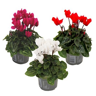 PFLANZENFREUND Zimmer-Alpenveilchen Cyclamen Persicum ca. 10-20cm 3 Pflanzen
