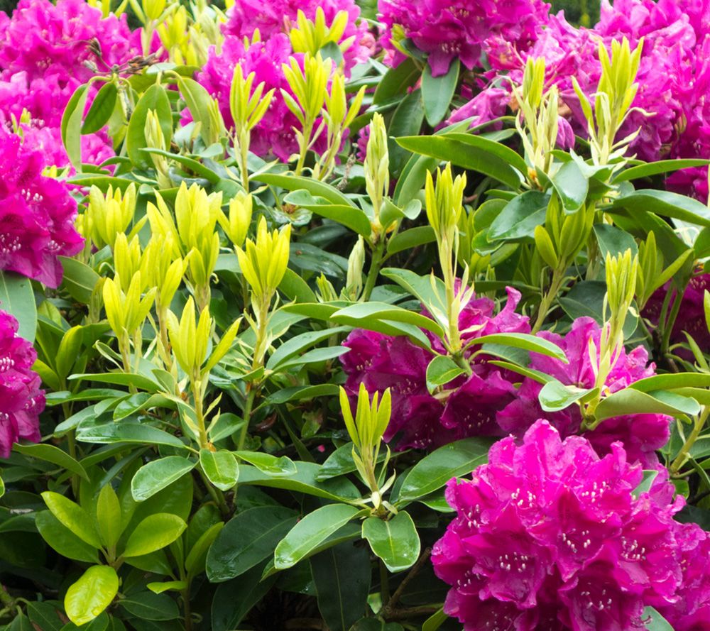 KEYZERS® Rarität Rhododendron winterhart 1 Pflanze QVC.de