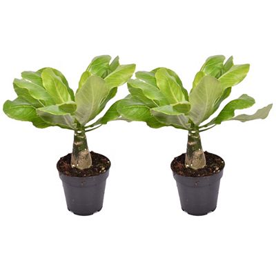 PFLANZENFREUND Hawaii-Palme Mini-Palme ca. 30-40cm 2 Pflanzen