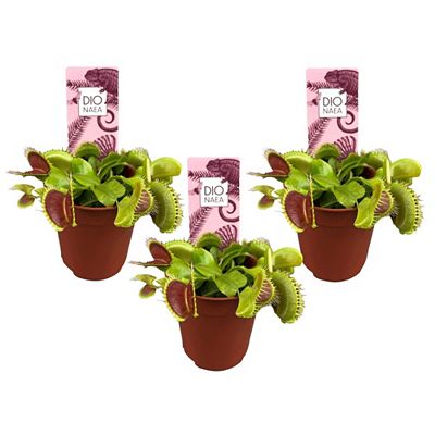Thumbnail - PFLANZENFREUND Venusfliegenfalle Topf Ø 5,5cm Höhe ca. 5-10cm 3 Pflanzen
