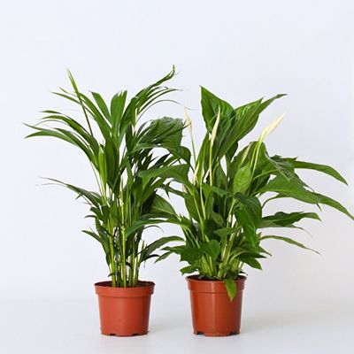 PFLANZENFREUND Zimmerpflanzen-Set Areca & Spathiphyllum 2 Sorten, 2 Pflanzen