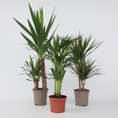 PFLANZENFREUND XL-Zimmerpalmen-Set Drachenbaum, Yucca & Areca 3 Pflanzen