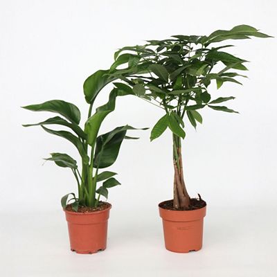 PFLANZENFREUND Zimmerpflanzen-Set Glückskastanie & Strelitzia Nicolai 2 Pflanzen