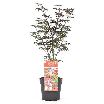 PFLANZENFREUND japanischer Ahorn Starfish Topfgröße Ø 19cm 1 Pflanze