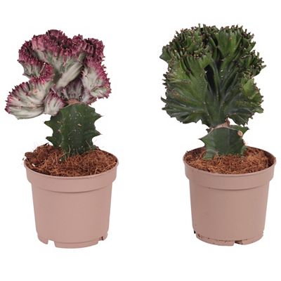 PFLANZENFREUND Euphorbia-Mix 2 Stück Topf Ø 12cm Höhe ca. 25-30cm