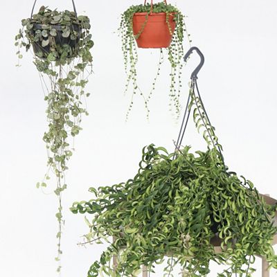 PFLANZENFREUND Hängepflanzen-Set Lampionpflanze, Perlenschnur & Lippenstiftpflanze