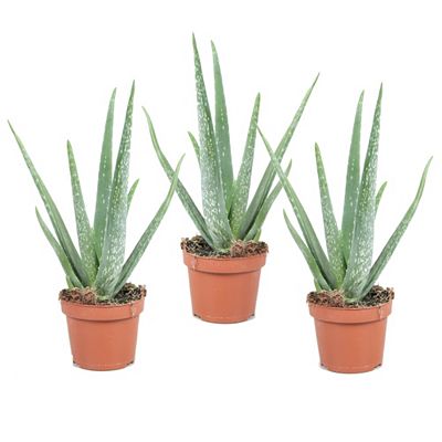 PFLANZENFREUND Aloe Vera 3 Stück Topf Ø 10,5cm Höhe ca. 25-40cm