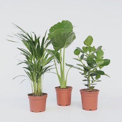 PFLANZENFREUND 3 Zimmerpflanzen Goldfruchtpalme, Balsamapfel & Pfeilblatt Pflanze