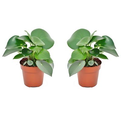 Thumbnail - PFLANZENFREUND Peperomia Raindrop 2 Stück Topf Ø 12cm Höhe ca. 20-30cm