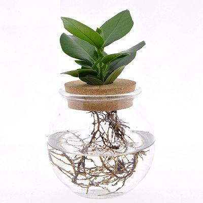 PFLANZENFREUND Zimmerpflanze Clusia inkl. Glasvase pflegeleicht ca. 25-35cm