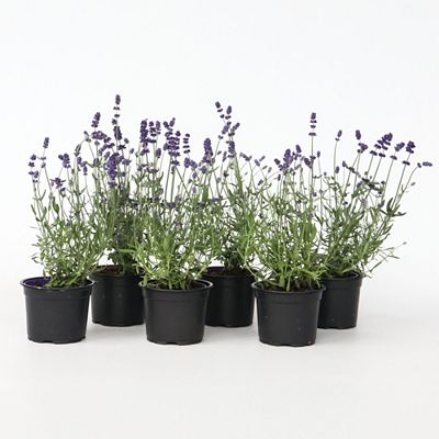 PFLANZENFREUND winterharter Lavendel Topfgröße Ø 11cm 6 Pflanzen