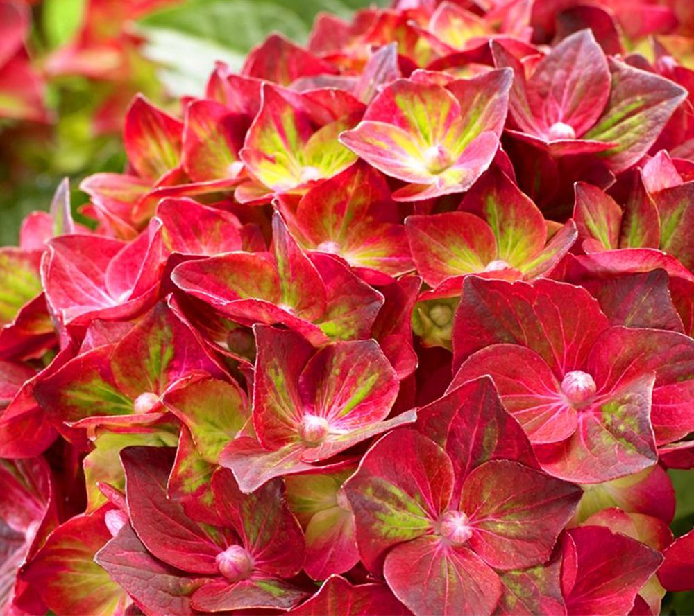 KEYZERS® Hortensie gefüllte Blüten Rarität 1 Pflanze QVC.de