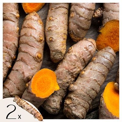 PFLANZENFREUND Gelbwurzel Curcuma Longa 2 Knollen