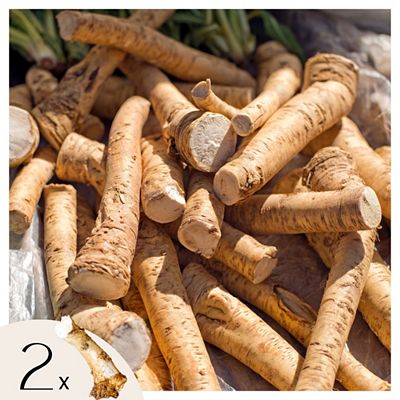 PFLANZENFREUND Meerrettich-Rhizomen zum Eigenanbau 2 Zwiebeln