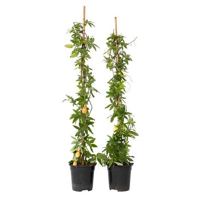 PFLANZENFREUND Passionsblumen Höhe ca. 110-120cm 2 Pflanzen