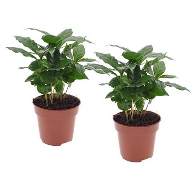 PFLANZENFREUND 2 Kaffeepflanzen Coffea arabica Topf Ø 12cm Höhe ca. 25-40cm