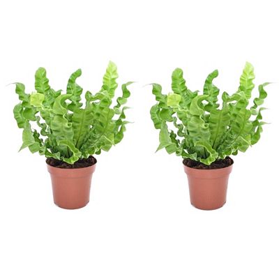 Thumbnail - PFLANZENFREUND 2 Asplenium Crispy Wave Topf Ø 12cm Höhe ca. 25-40cm