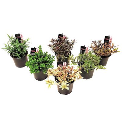 PFLANZENFREUND Strauchveronika winterhart Topfgröße Ø 10,5cm 6 Sorten, 6 Pflanzen